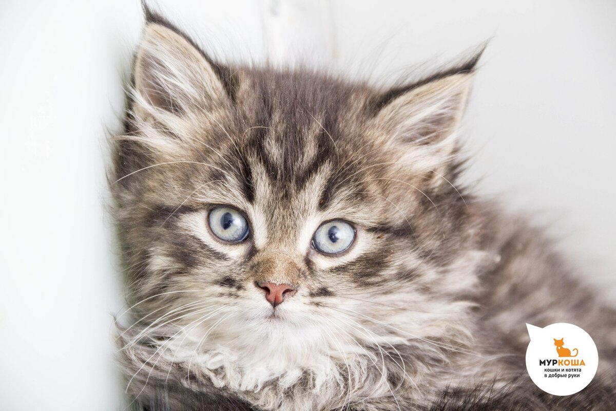 Котенок Дочка, 2 мес.