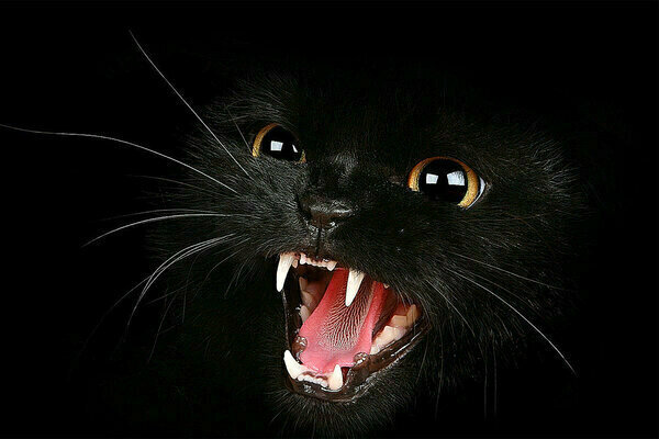 Мордочка для оформления статьи взята с родного Яндекс.картинки. Автора не знаю. А жаль.Хорошее фото. 