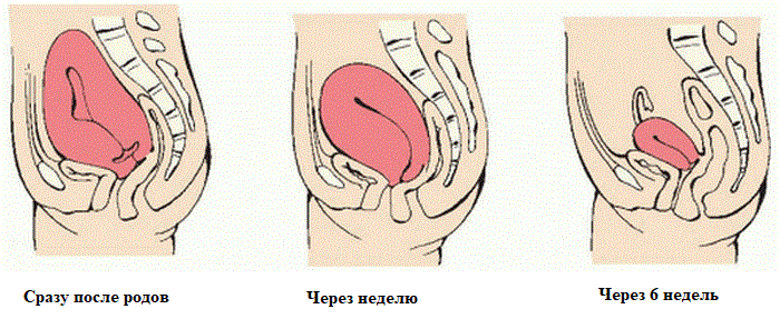 Этапы сокращения матки. С сайта https://o-krohe.ru/matka/vosstanovlenie-posle-rodov/