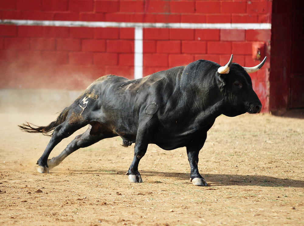 Toro con los cuernos mas grandes