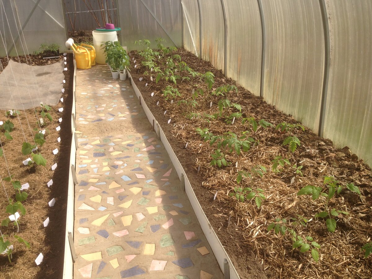 Весной прошлого года в одной моей теплице я посеяла кореопсис...