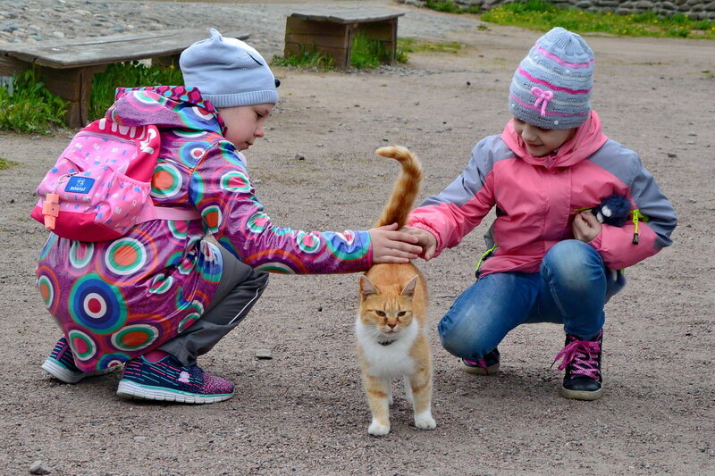 Кошки Валаама