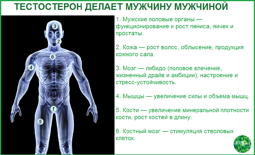 Тестостерон картинки для презентации