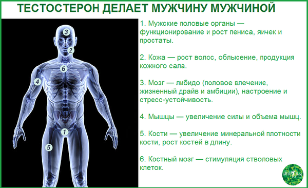 Тренировка направленная на увеличение уровня тестостерона мужчин.