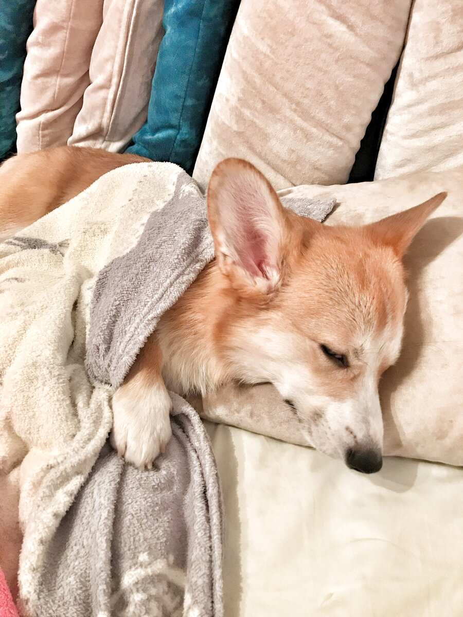 Спит в кровати барин наш