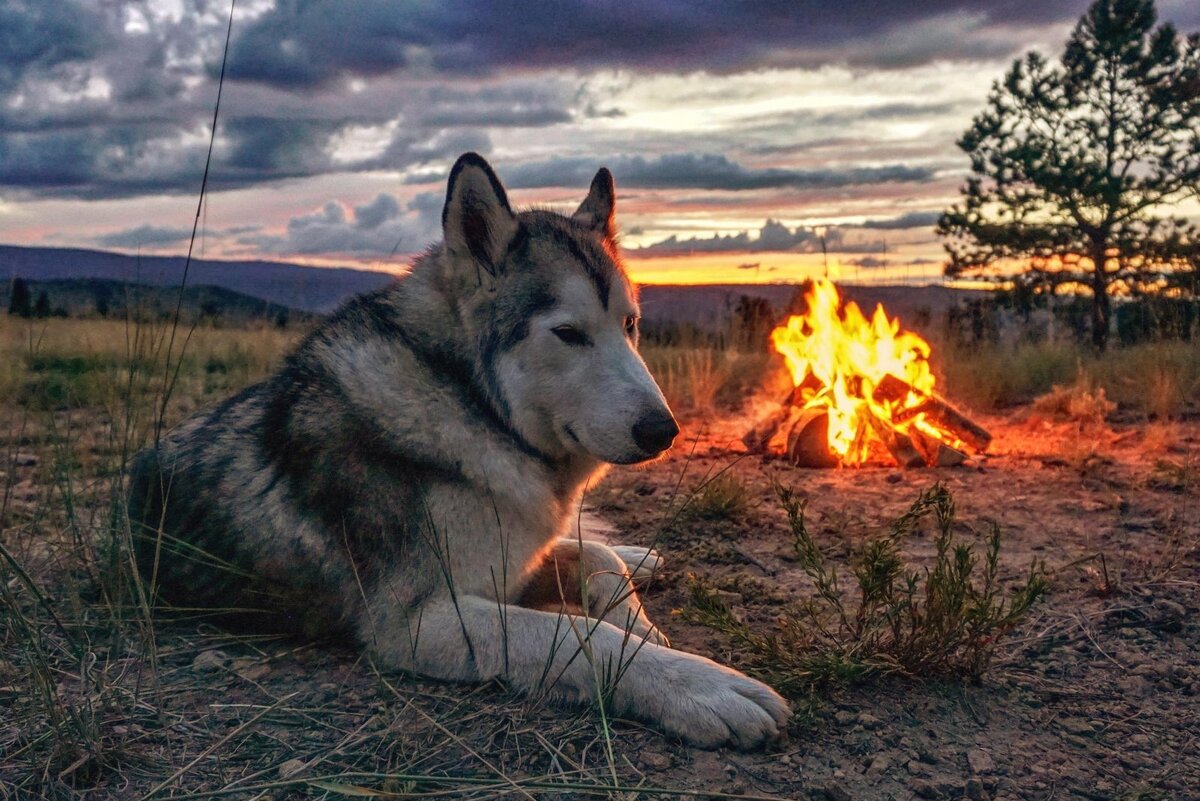 Волкособ арт