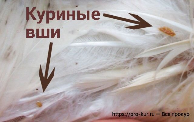 Как избавиться от вшей в домашних условиях: эффективные советы и способы