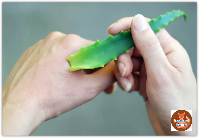 Алоэ успокаивает ожог