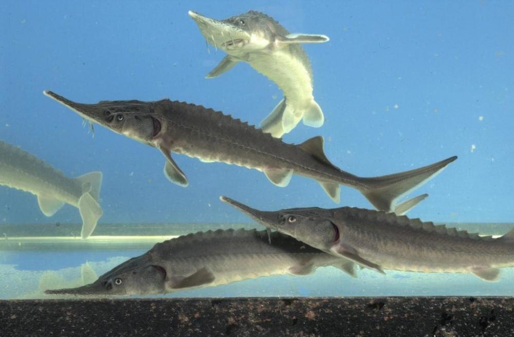 фото с сайта Яндекс-картинки