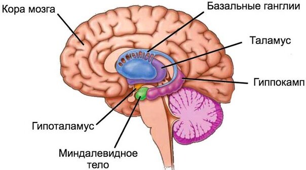 Строение головного мозга человека