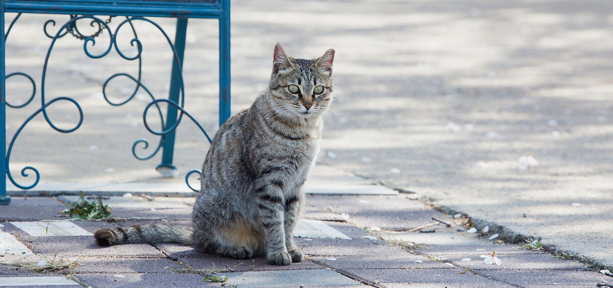 Кошки когда можно на улицу. Кошка на улице. Cute Cat in the Street.