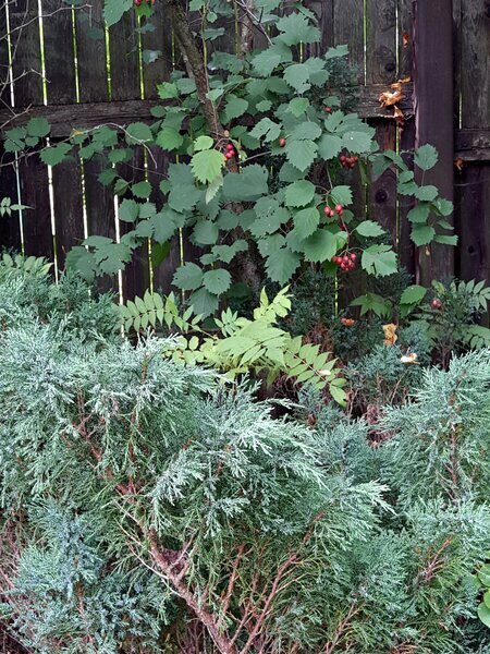 Можжевельник казацкий Блю Дануб. Кликните, чтобы увидеть, как выглядит после зимы сопревший куст,на котором лежал утрамбованный сугроб