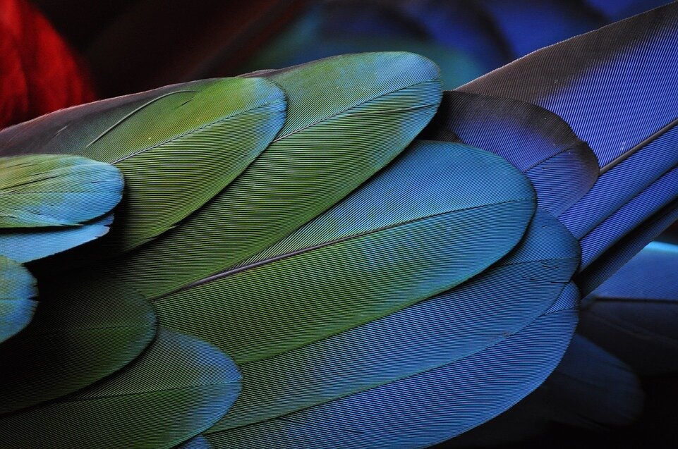 Free-Photos