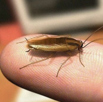 хитиновые "крылья" прусаков