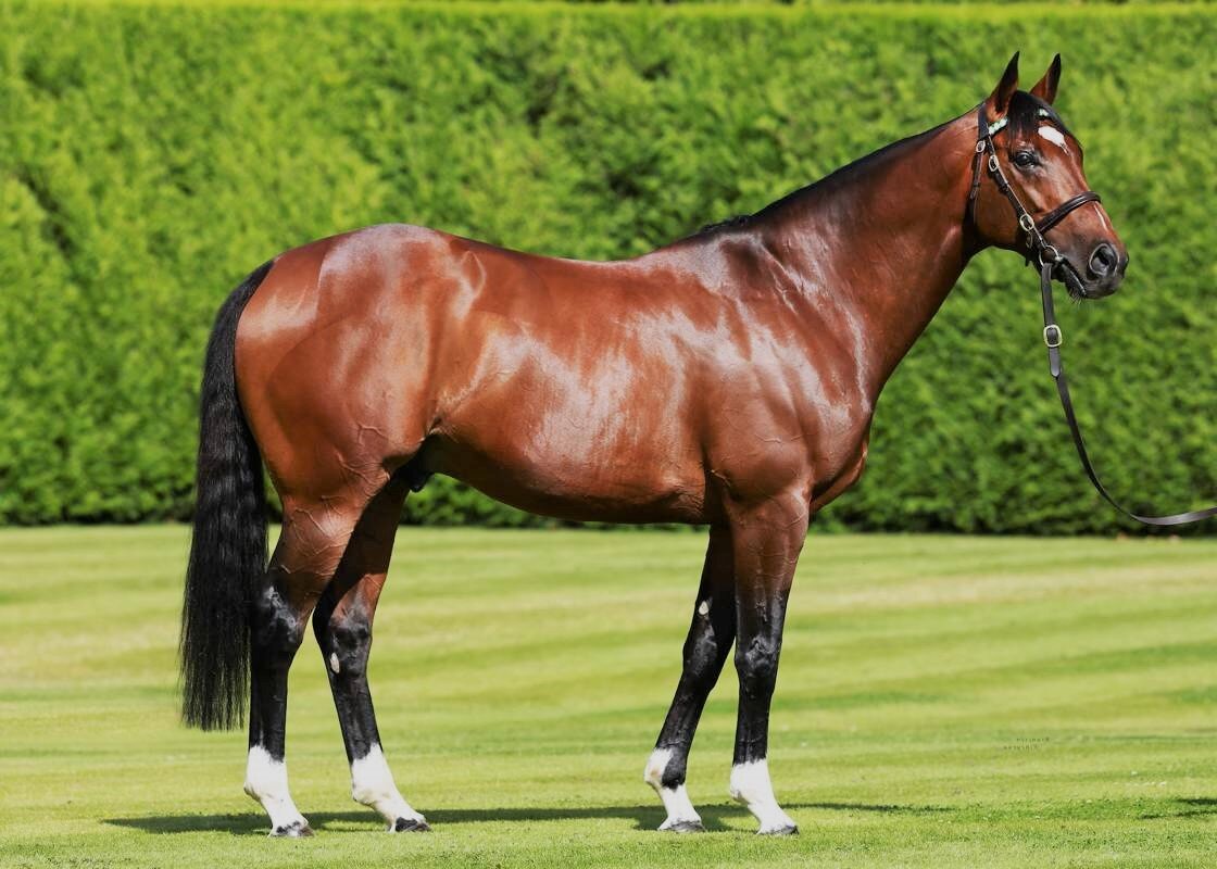 Самый дорогой конь в мире