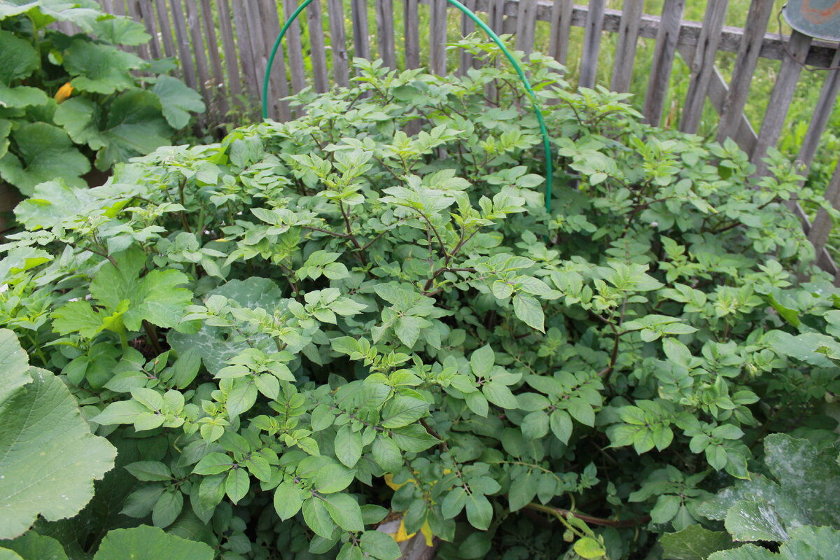 Куст картофеля, выращенный из семечка.