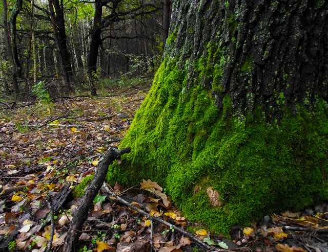 Прошлогодний мох на деревьях направлен в восточную сторону. Впереди открытая поляна, позволяющая проникать большому количеству света на деревья. Значит то, что мху необходима тень в данном случае не сработало. Остается только предполагать, что  осенью в этих местах шли затяжные дожди. Вода именно с этой стороны обильно поливала деревья.
