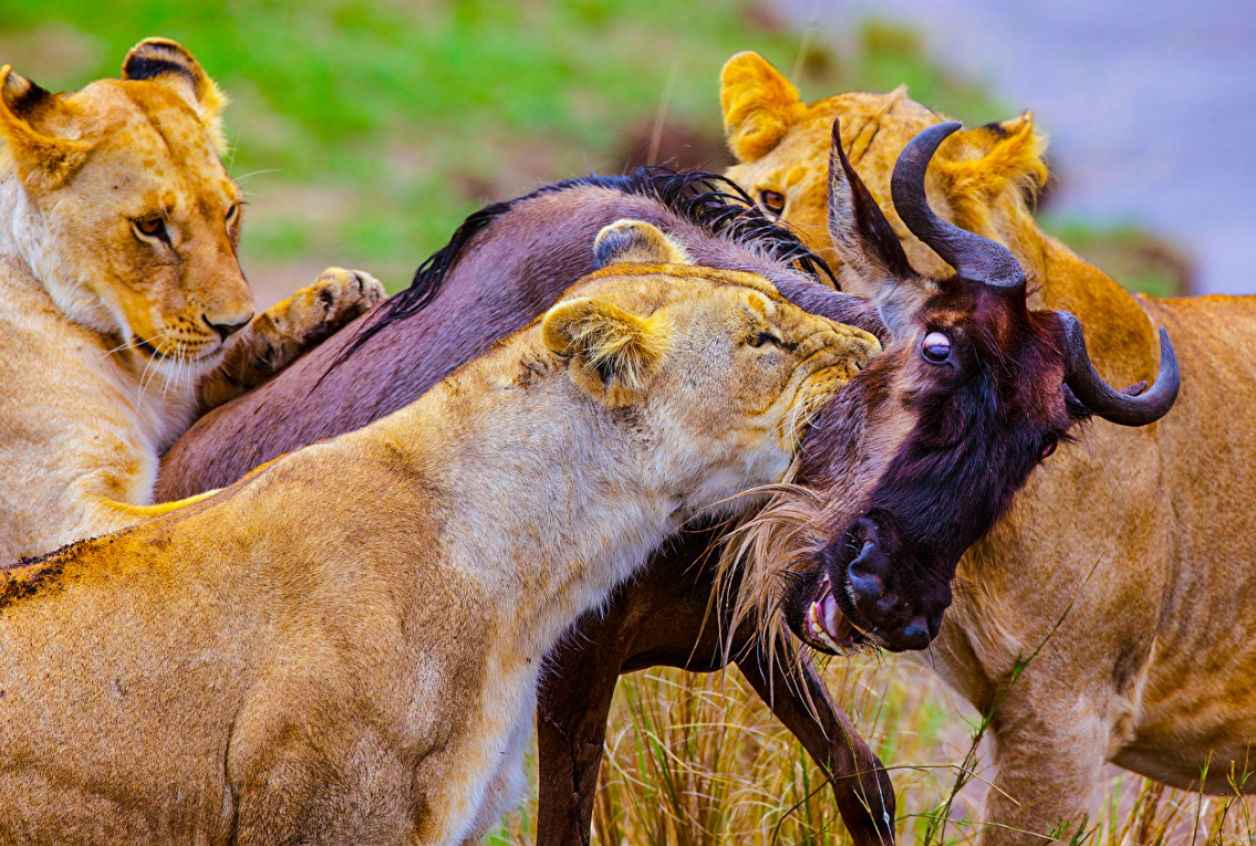Львицы добыли провизию и теперь хотели бы поесть спокойно.