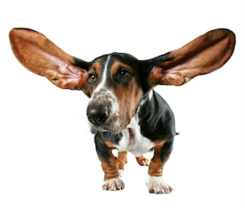 Собаки с большими ушами | Лапа помощи | Дзен