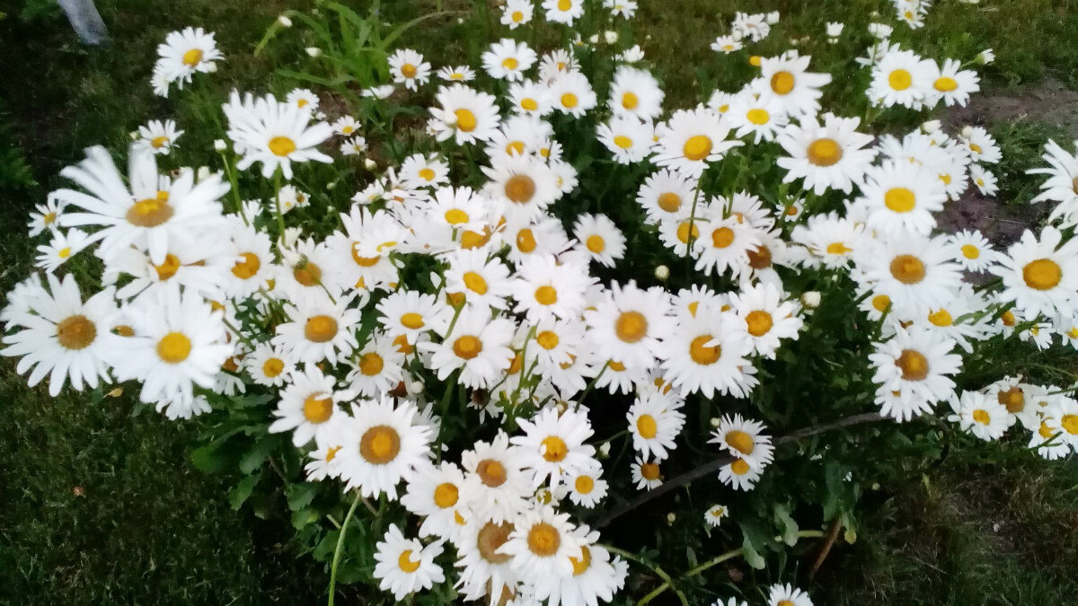 Ромашки. Фото автора