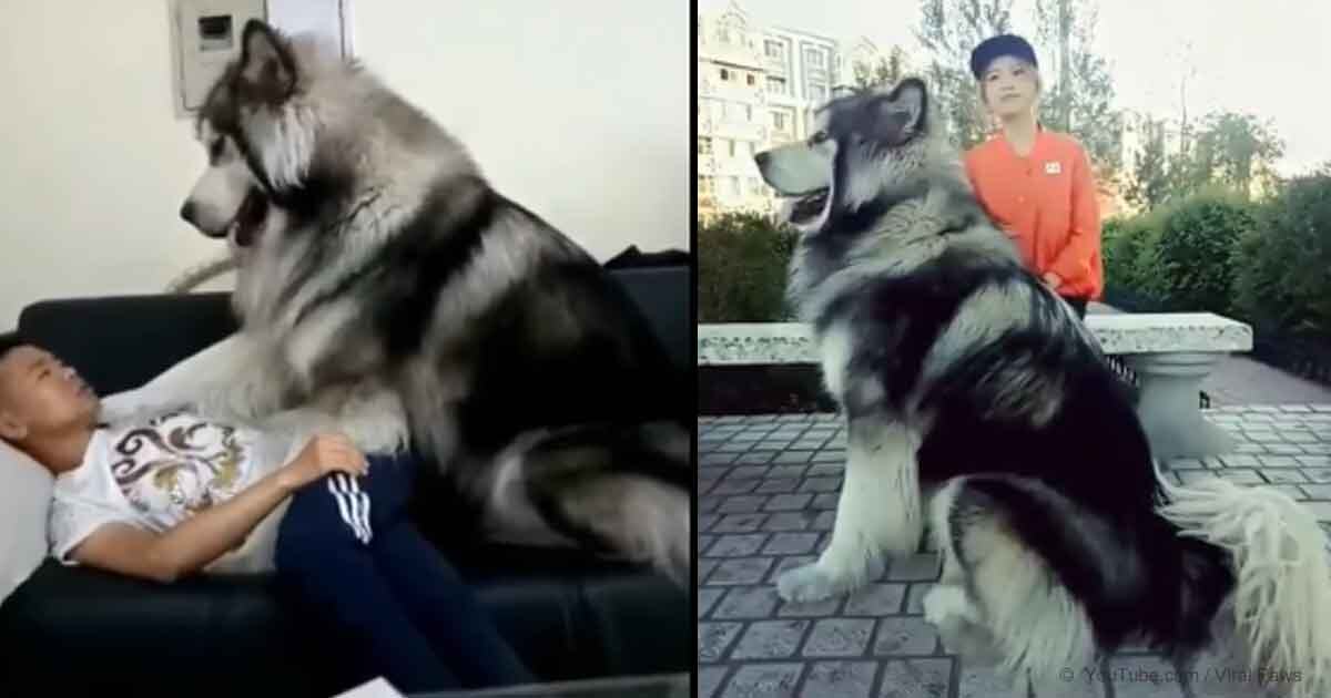 Гигант китайского разведения. Фото из открытого источника. 