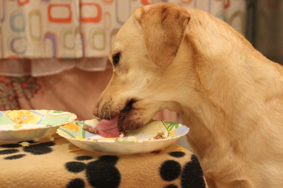 Собака не ест только пьет. Собаку кормят со стола. Собачий грипп. Собака ест со стола. Собака отказывается от еды но активная.