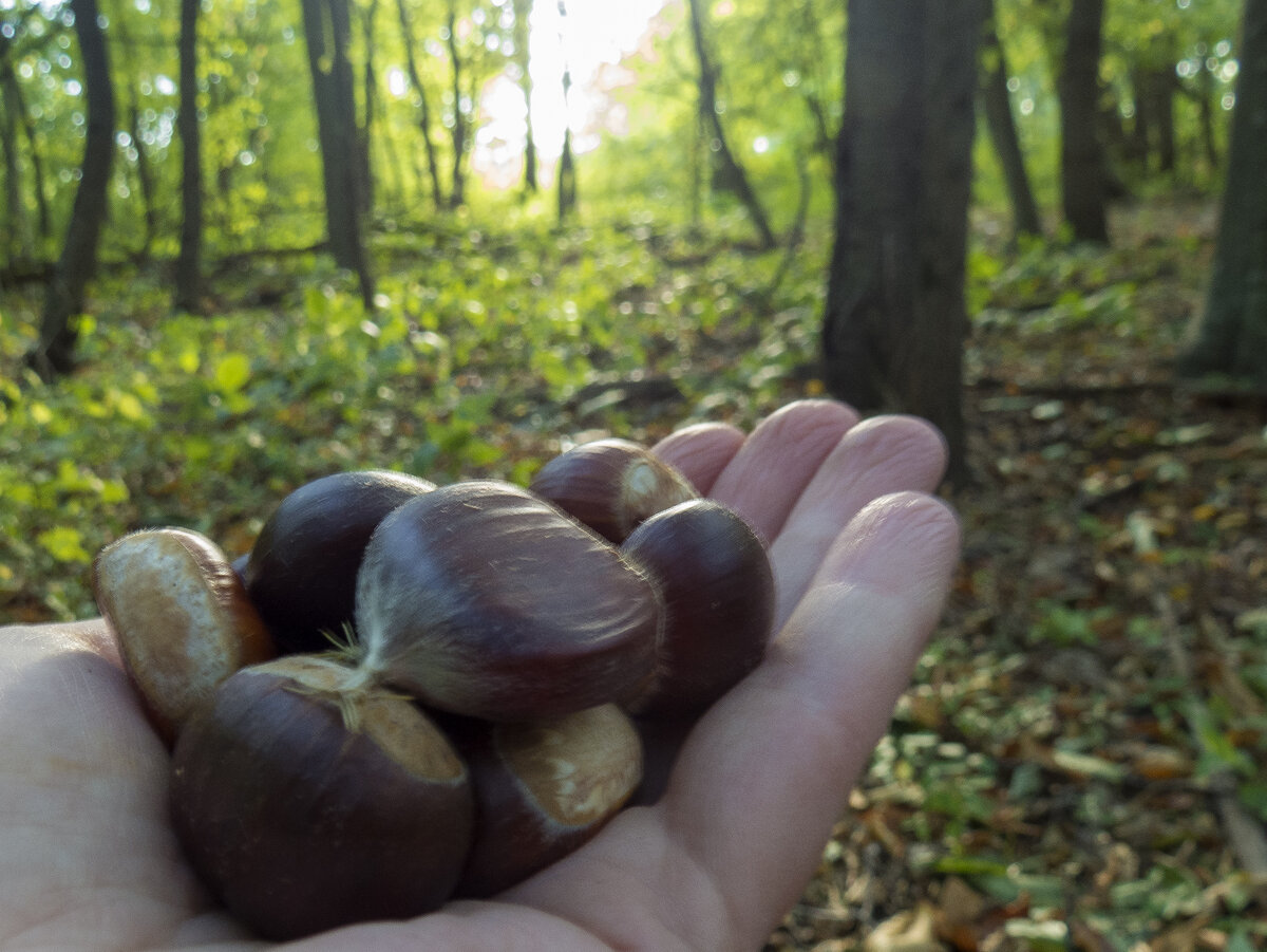 Наш первый сбор каштанов в этом году! 