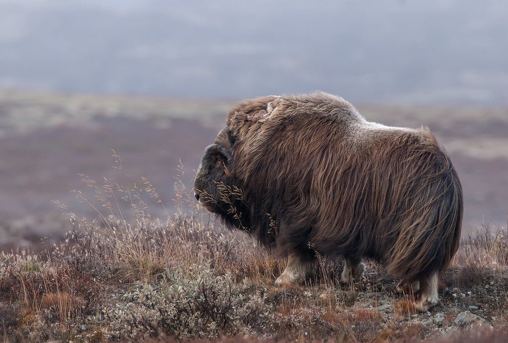 Яндекс Картинки