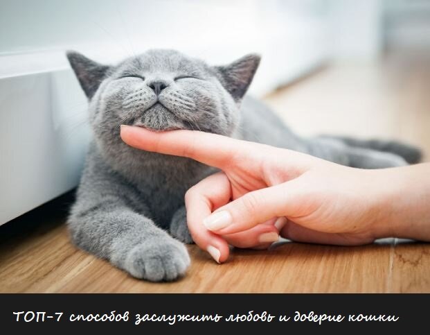 как заслужить любовь кота (фото с Яндекс.Картинки)