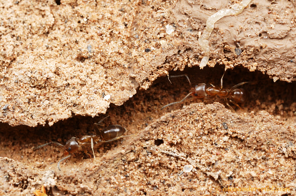 Муравьи черви. Муравьи листорезы гнездо. Насекомые в почве. Гнездо муравьев. Норы муравьев.
