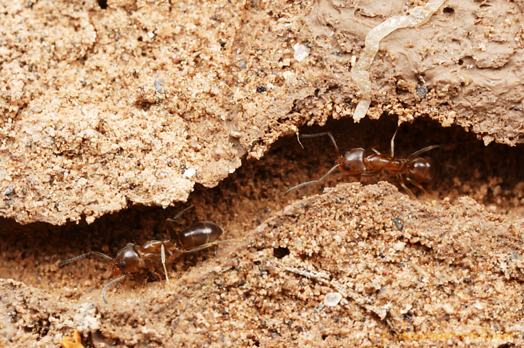 Ant nest. Муравьи листорезы гнездо. Гнездо муравьев. Муравейник насекомые. Насекомые в почве.