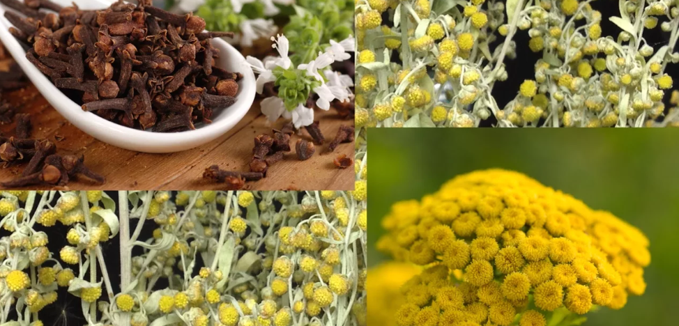 Пижма,полынь,гвоздика хеттрик по паразитам.