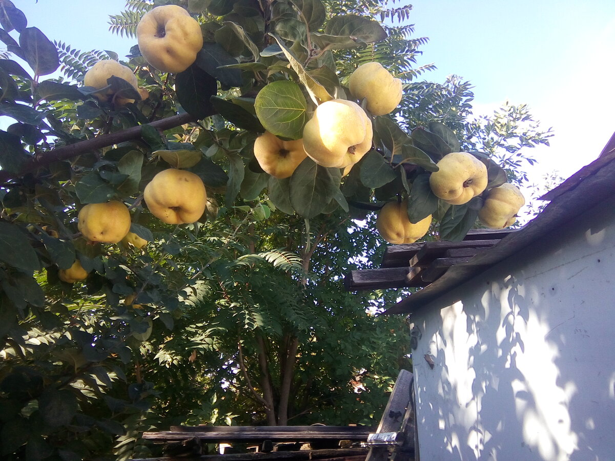 Айва пожелтела