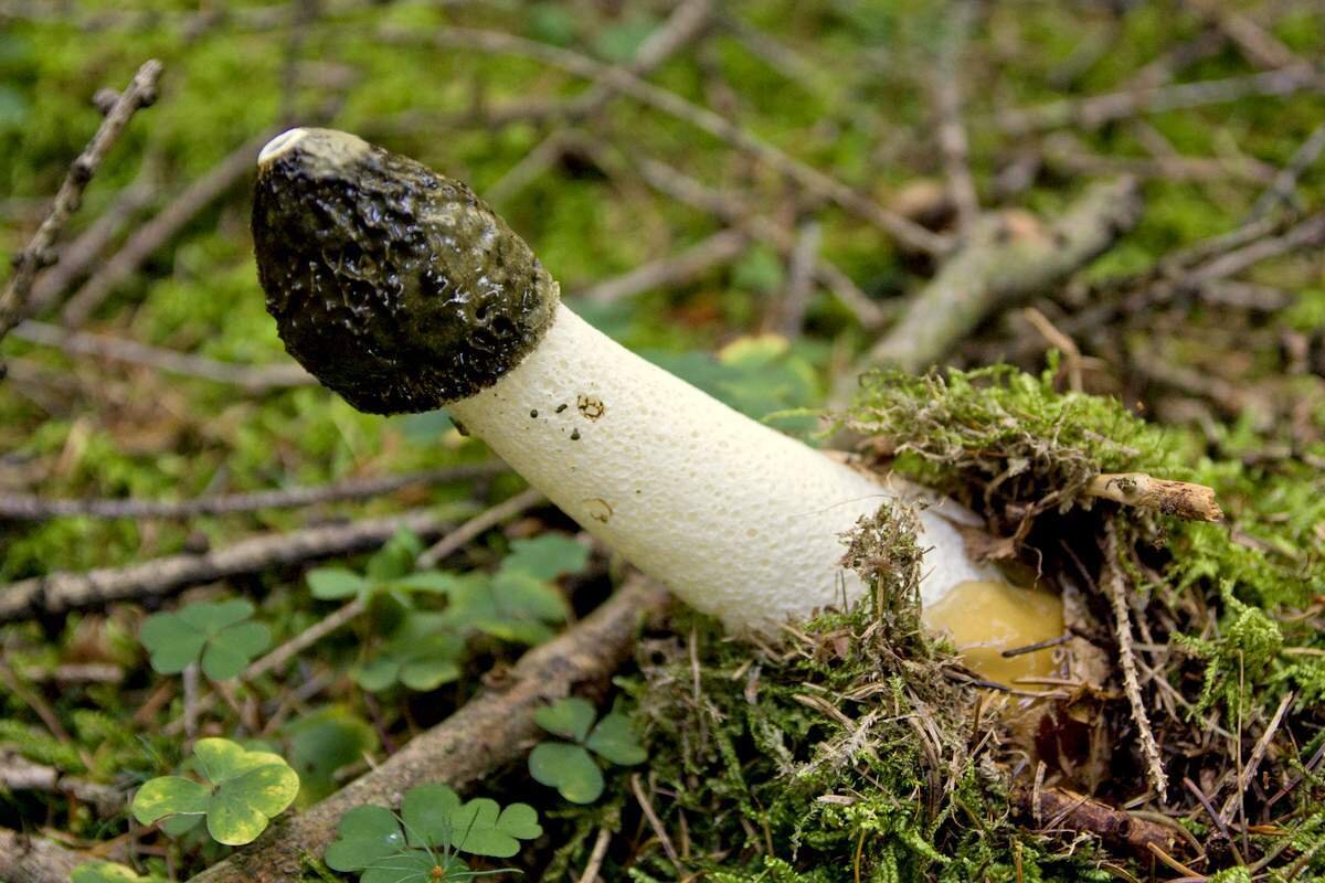 Веселка гриб настойка (Phallus impudicus)