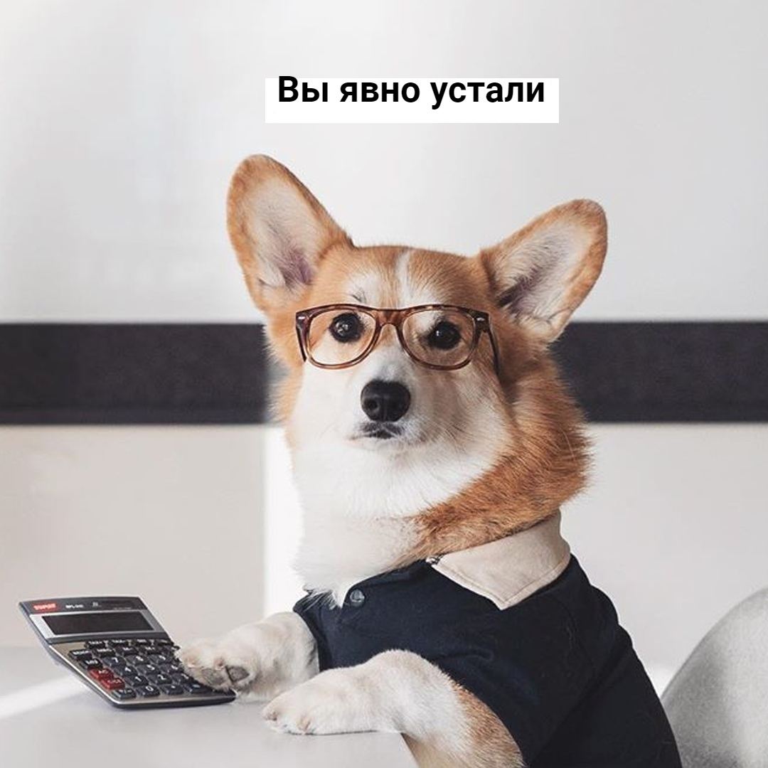 Собака на работе. Собака много работать. Работа и домашние питомцы. Умная собака. Собака за ноутбуком.