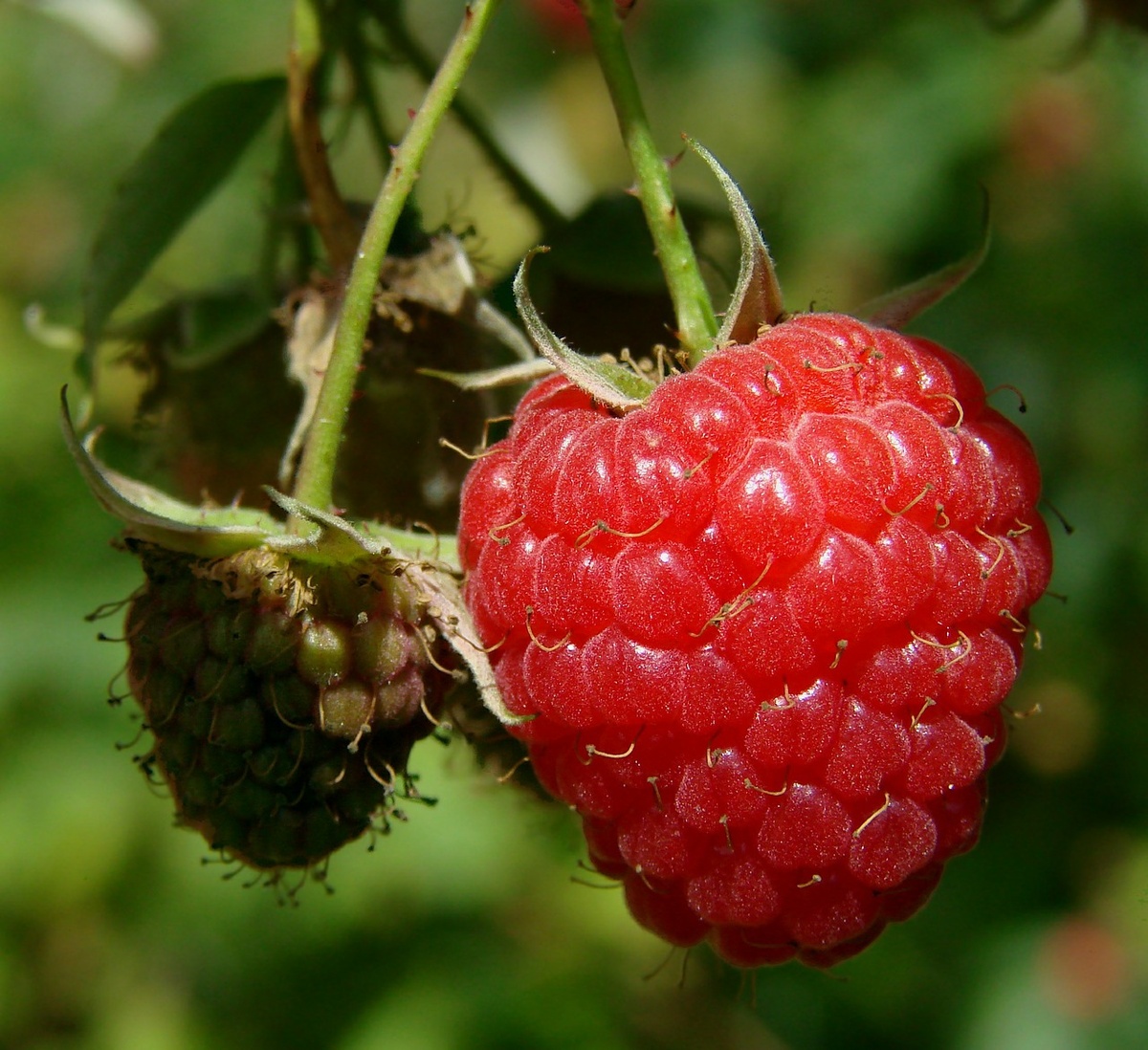 https://cdn.pixabay.com/photo/2014/12/29/14/31/raspberry-582834_1280.jpg