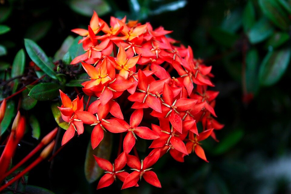 https://cdn.pixabay.com/photo/2017/11/04/11/07/ixora-2917160_960_720.jpg
