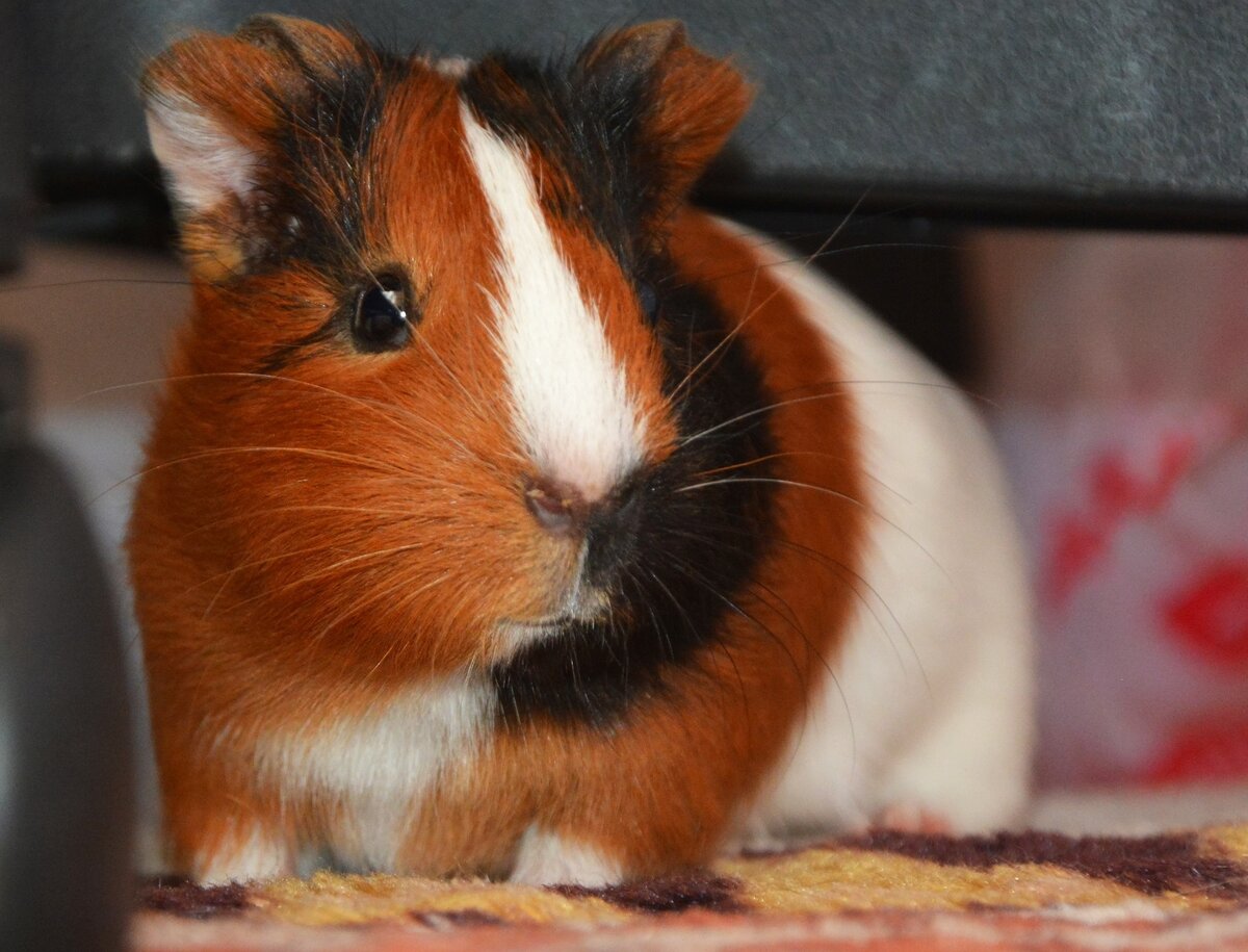 Морская свинка Соня