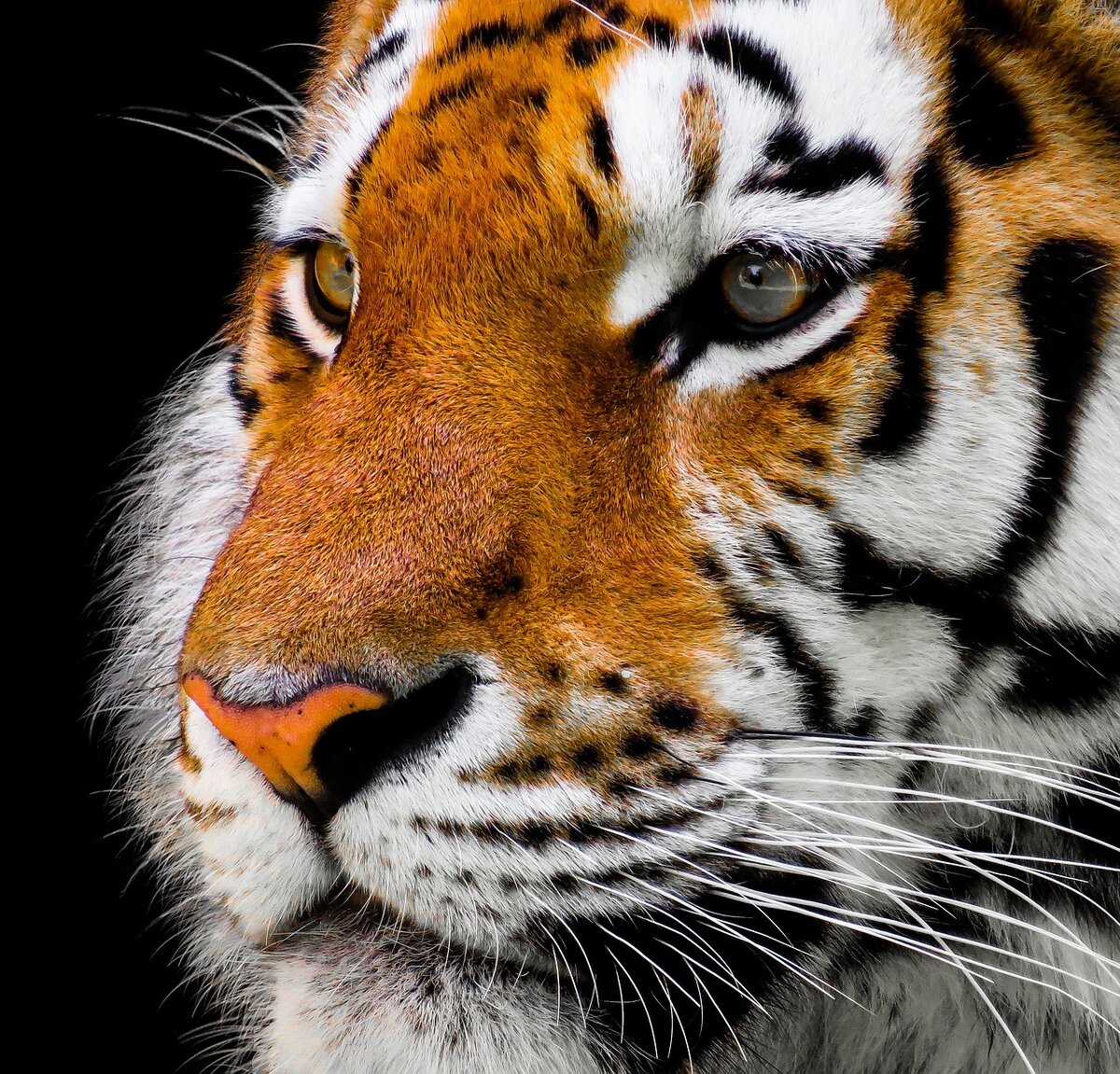https://pixabay.com/photos/animal-tiger-big-cat-amurtiger-cat-2923186/