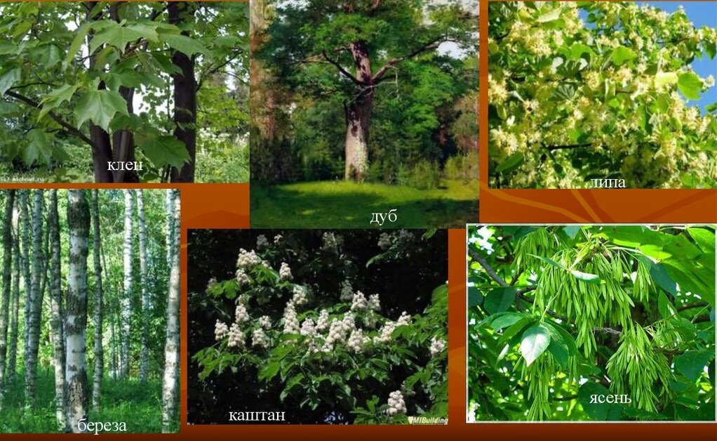 Broad-leaved forests    https://yandex.ru/search/?text=древесный%20ярус%20леса&lr=11240 