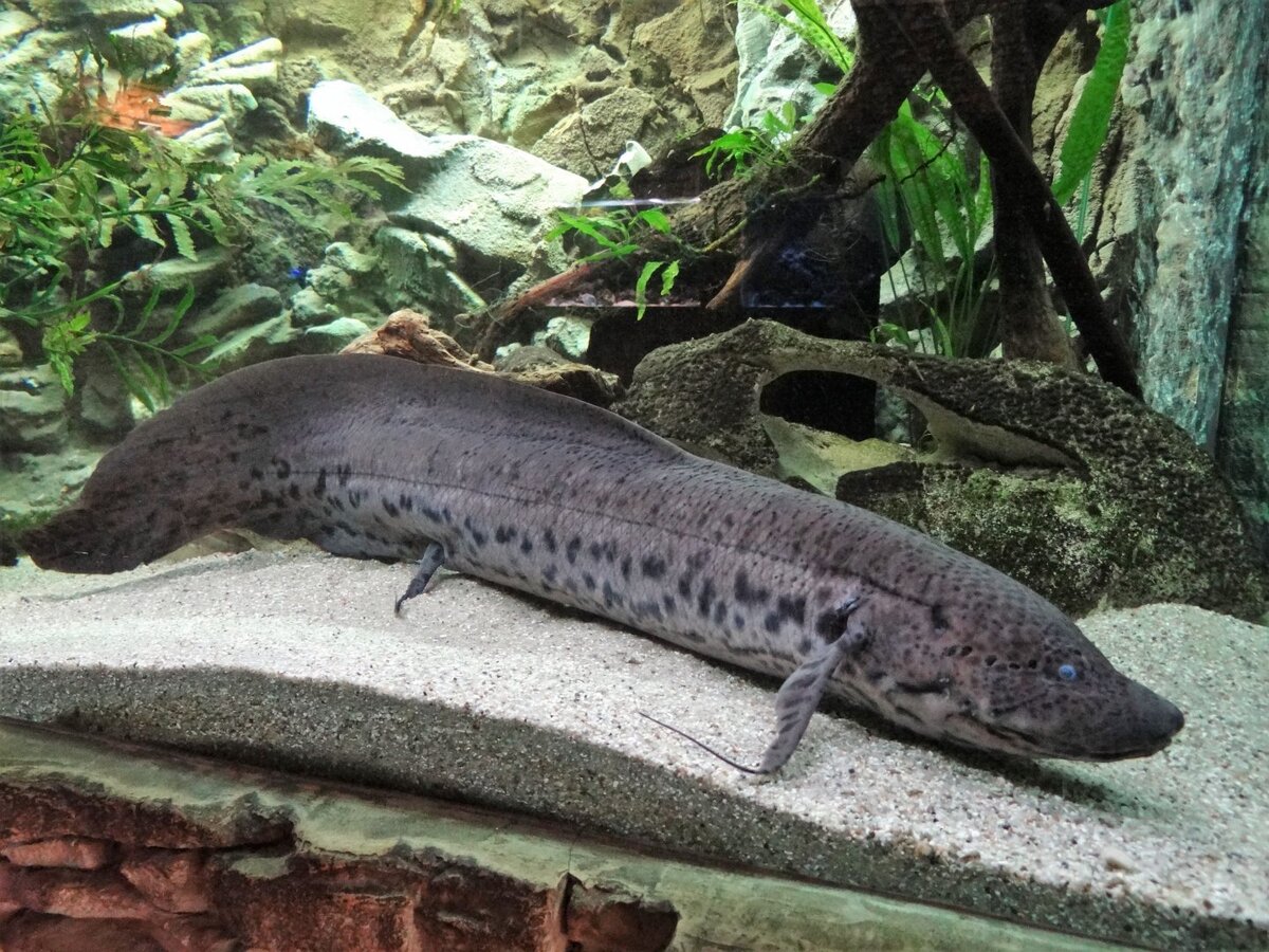 http://ourmarinespecies.com/wp-content/uploads/2019/01/lungfish_1.jpg