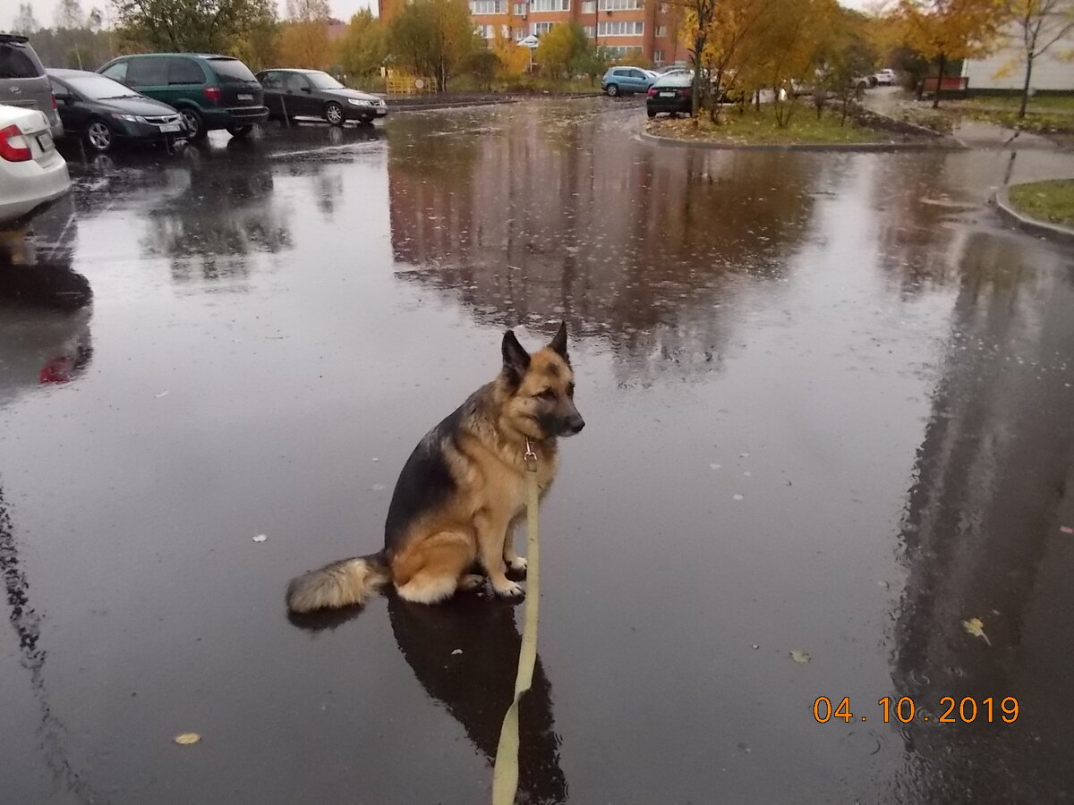 Собака Кира