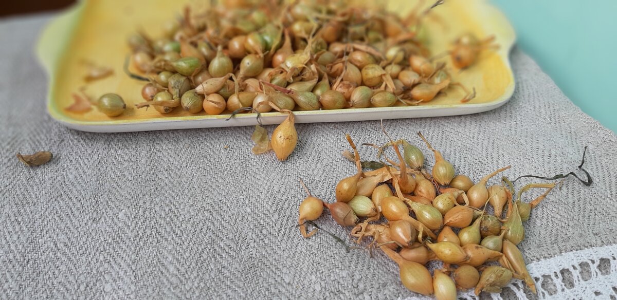 Лук севок Ветразь. Фото автора.