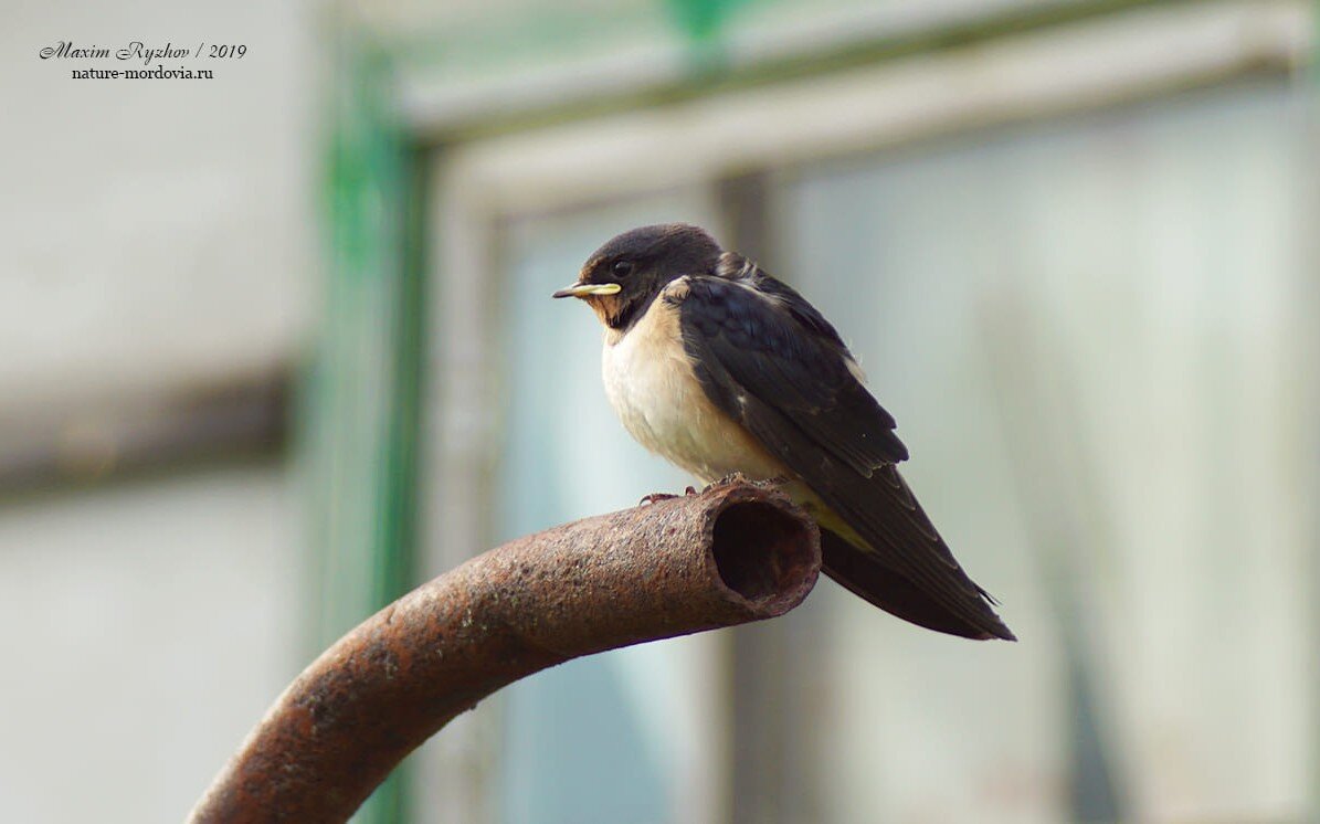 Деревенская ласточка (Hirundo rustica) | Природа в объективе | Дзен