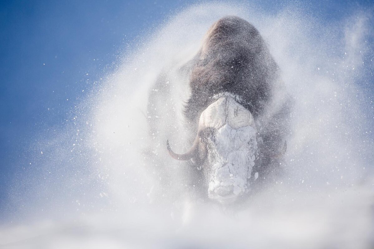 Michel d'Olultermond. Номинация "Звери", Специальные отметки жюри.