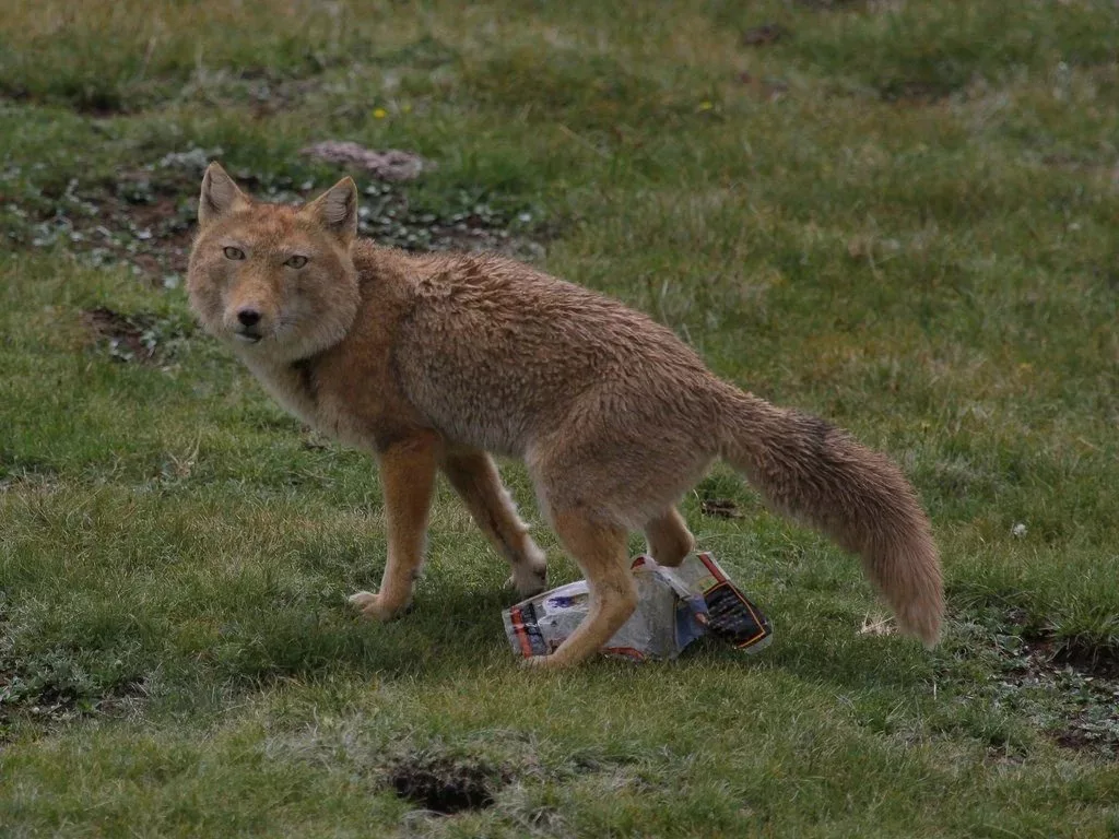 Клал я на вашу цивилизацию. Только отшельничество! Только хардкор! 
