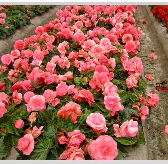 Фото из Яндекс