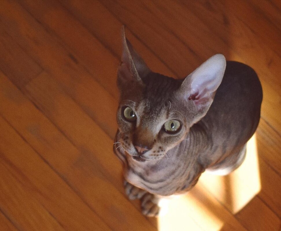 Борька хулиган