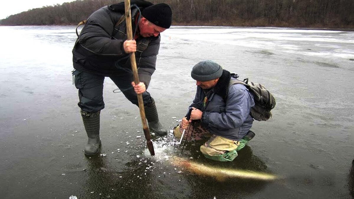 Нередко первый лед радует нас такими подарками.