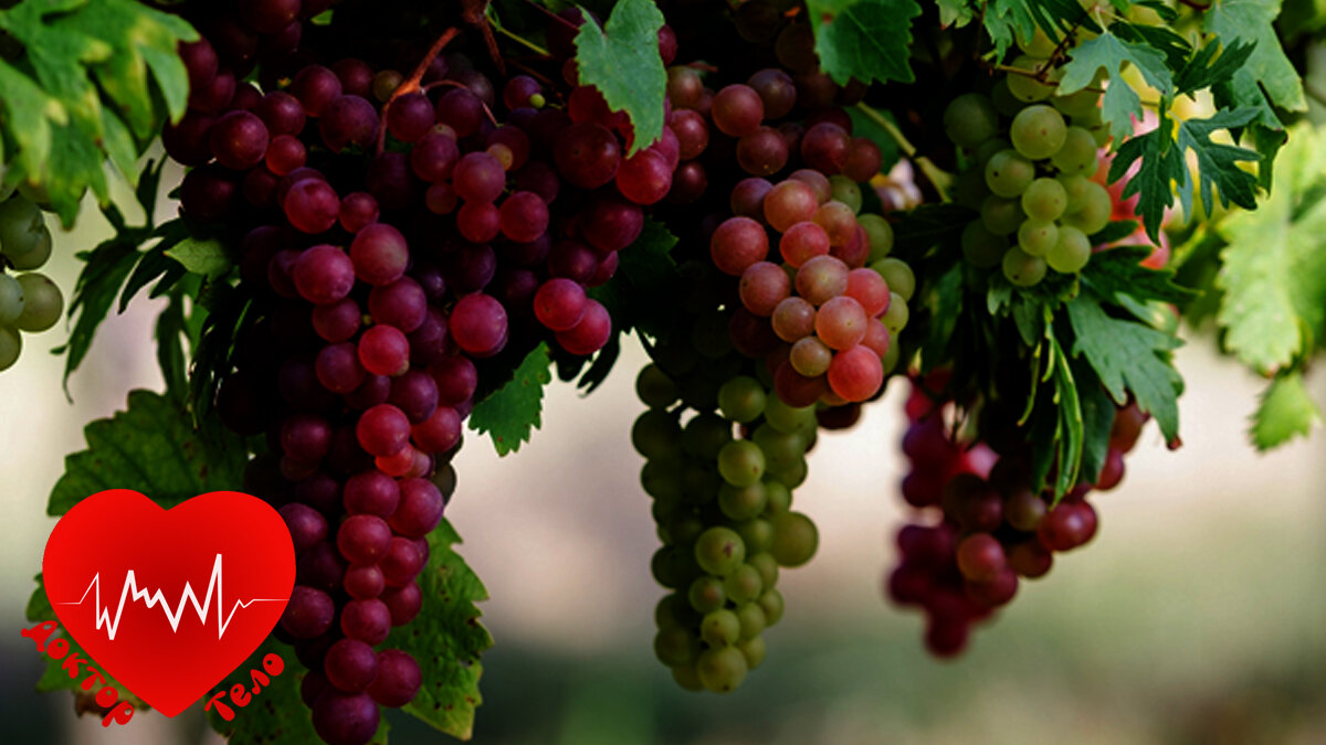 здоровые сосуды. укрепление сосудов.